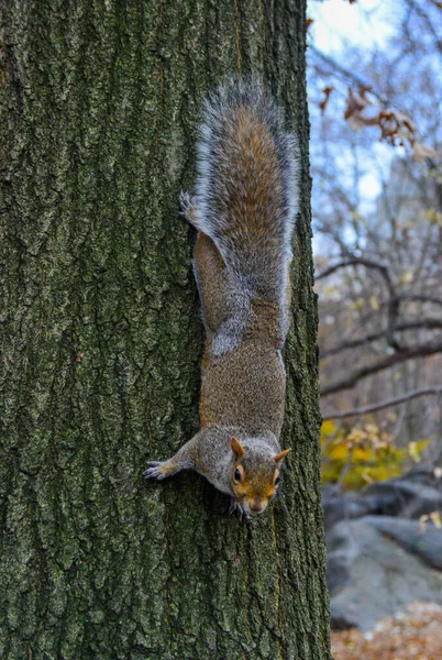 Ağaçtaki kemirgen, Gri Sincap (Sciurus carolinensis) parkta bir fındık ister, Manhattan, New York, ABD