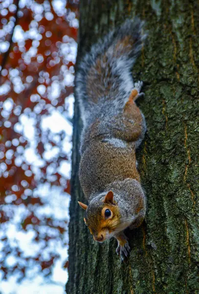 Ağaçtaki kemirgen, Gri Sincap (Sciurus carolinensis) parkta bir fındık ister, Manhattan, New York, ABD