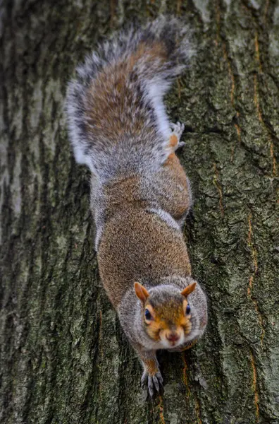 Ağaçtaki kemirgen, Gri Sincap (Sciurus carolinensis) parkta bir fındık ister, Manhattan, New York, ABD