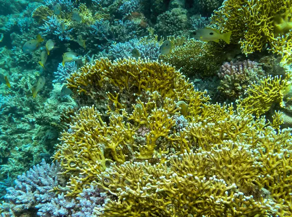 Millepora karesi, sualtı manzarası, mercan resifi farklı türlerden birçok tropikal balıkla birlikte mavi suyun arka planına karşı. Kızıl Deniz