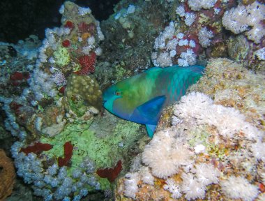 Bullethead Parrotfish (Chlorurus sordidus), Kızıl Deniz 'deki yumuşak mercanların arasındaki tropikal balık.