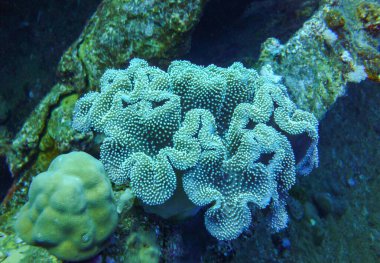 Kızıl Deniz 'deki mercan kayalıkları, bir kayanın altındaki farklı yumuşak ve kalorili mercanlar, Mısır Kızıldeniz