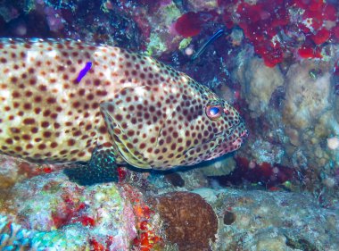 Yağlı orfoz (Epinephelus tauvina), Kızıl Deniz 'deki mercan resiflerindeki büyük orfoz türü.
