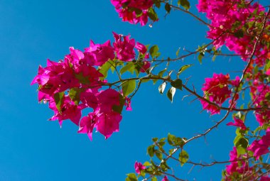 Blooming Bougainvillea Kızıl Deniz 'de bir otelin avlusunda, Mısır