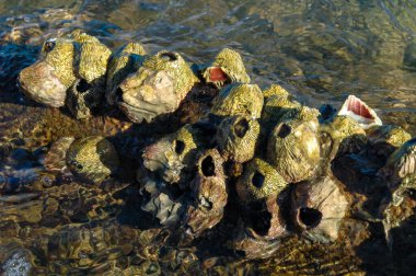 Tırtıklı Barnacle - Tetraclita sarkıtı, Kızıl Deniz 'de kayalara çarpma, Mısır