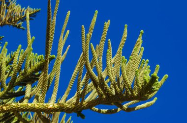 Araucaria Excelsa, Mısır 'ın Araucariaceae kentinin bir üyesidir.