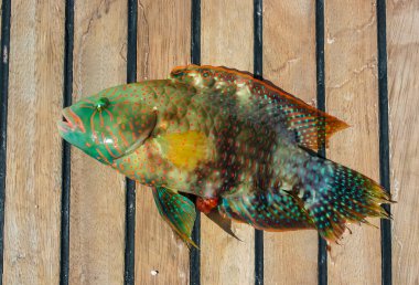 Yanak çizgili Wrasse (Oxycheilinus digramma), güvertede balık yakaladı, Kızıl Deniz, Mısır