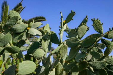Sarı dikenli armut kaktüsü Opuntia Sp. Mısır 'ın Kızıldeniz kıyısındaki bir otelin avlusunda çiçek.