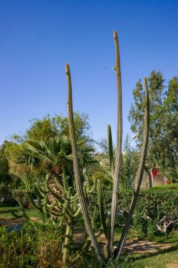 Mısır 'ın Hurghada kentindeki bir otel bahçesinde çiçek açan kaktüsler ve çeşitli tropikal bitkiler.