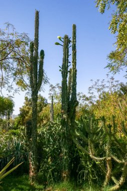 Mısır 'ın Hurghada kentindeki bir otel bahçesinde çiçek açan kaktüsler ve çeşitli tropikal bitkiler.