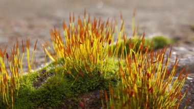Mor yosun (Ceratodon purpureus), yosun sporophyte ve yosun.