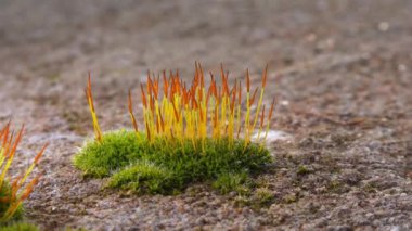 Mor yosun (Ceratodon purpureus), yosun sporophyte ve yosun.