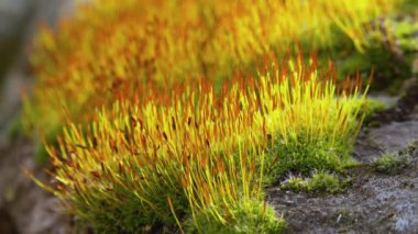 Mor yosun (Ceratodon purpureus), yosun sporophyte ve yosun.