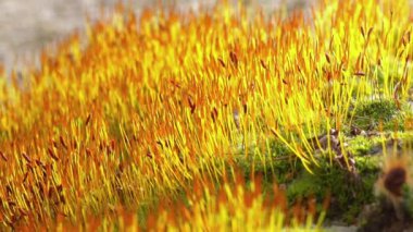 Mor yosun (Ceratodon purpureus), yosun sporophyte ve yosun.