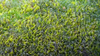 Grimmia (Grimmia pulvinata), baharda taşların üzerinde genç sporofitler olan yeşil yosun.