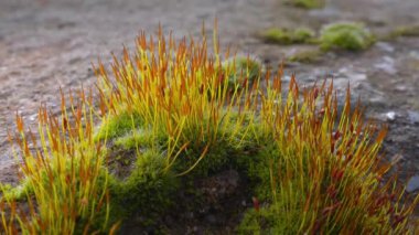 Mor yosun (Ceratodon purpureus), yosun sporophyte ve yosun.