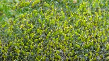Grimmia (Grimmia pulvinata), baharda taşların üzerinde genç sporofitler olan yeşil yosun.