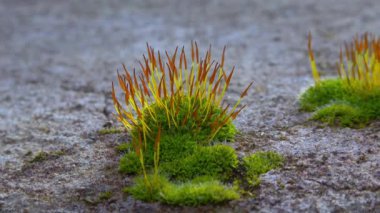 Mor yosun (Ceratodon purpureus), yosun sporophyte ve yosun.