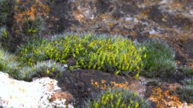 Grimmia (Grimmia pulvinata), baharda taşların üzerinde genç sporofitler olan yeşil yosun.