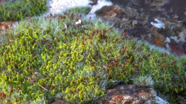 Grimmia (Grimmia pulvinata), baharda taşların üzerinde genç sporofitler olan yeşil yosun.