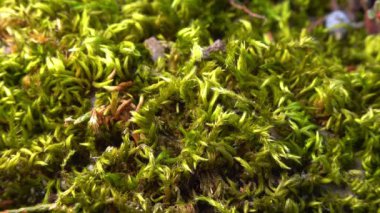 Brachythecium salebrosum, yeşil yosun.