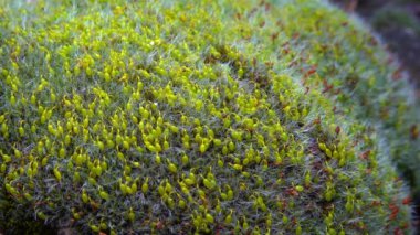 Grimmia (Grimmia pulvinata), baharda taşların üzerinde genç sporofitler olan yeşil yosun.