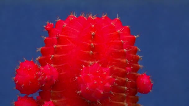 Gymnocalycium Mihanovichii Var Friedrichii Rubrum Una Forma Cactus Senza Clorofilla — Video Stock
