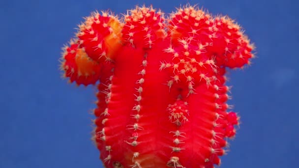 Гимнокалициум Михановичей Вар Fedrichii Rubrum Form Chlorophyll Free Form Cactus — стоковое видео