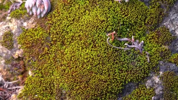 Junges Grünes Moos Auf Einem Stein Frühling Der Südukraine — Stockvideo