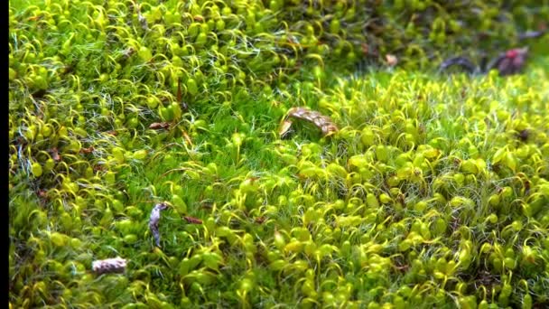 Grimmia Acolchada Con Gris Grimmia Pulvinata Musgo Verde Con Esporófitos — Vídeo de stock