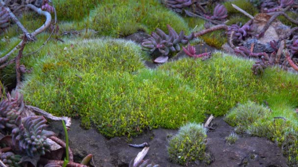 Grimmia Pulvinata 绿色苔藓 春季在石头上有幼小的芽孢植物 — 图库视频影像