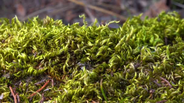 Brachythecium Salebrosum Green Moss Stones Sprin — Stock Video