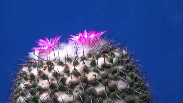 Mammillaria Крупный План Кактуса Цветущего Розовыми Цветами Весной — стоковое видео