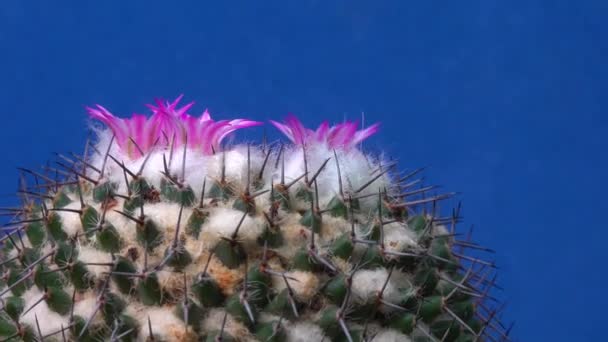 Mammillaria Primo Piano Cactus Che Fiorisce Con Fiori Rosa Primavera — Video Stock