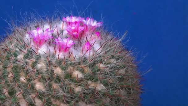 Mammillaria Detail Kaktusu Kvetoucího Růžovými Květy Jaře — Stock video