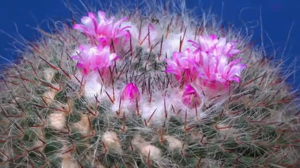 Mammillaria Primer Plano Cactus Floreciendo Con Flores Rosadas Primavera — Vídeos de Stock