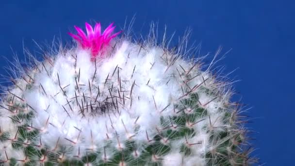 Mammillaria Közelkép Egy Kaktusz Virágzó Rózsaszín Virágok Tavasszal — Stock videók