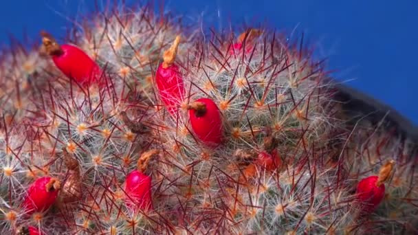 Texas Cacto Mamilo Mammillaria Prolifera Texana Cacto Com Frutos Vermelhos — Vídeo de Stock