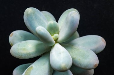 (Pachyphytum sp., Crassulaceae), yoğun yuvarlak yapraklı etli sulu bitki, Ukrayna