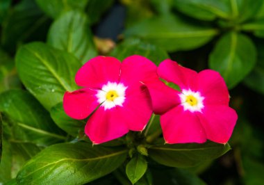Catharanthus gülü - kırmızı yapraklı bir bitkinin çiçeklerine yakın plan