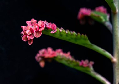 Sulu bitki Kalanchoe Sp. Koleksiyondaki yaprağın kenarında küçük büyümeler var.