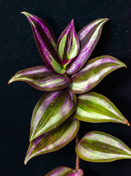 Silver inch plant Tradescantia zebrina - sprig of plant with striped leaves 