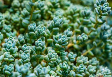 Sedum dasyphyllum - yoğun yapraklı sulu bitki