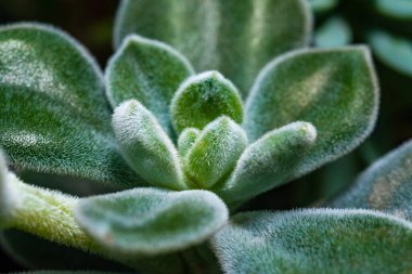 Yakın plan, sulu bir bitkinin sulu yaprakları (Echeveria pulvinata) botanik koleksiyonunda