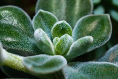 Yakın plan, sulu bir bitkinin sulu yaprakları (Echeveria pulvinata) botanik koleksiyonunda