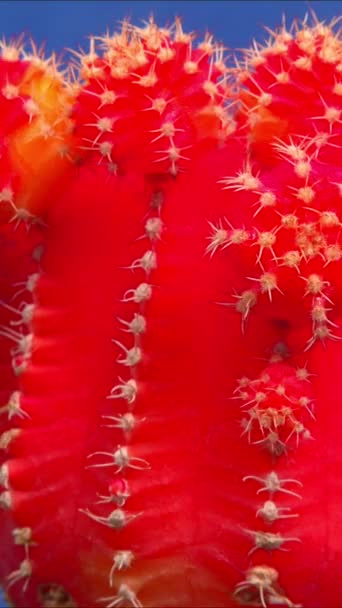 Gymnocalycalcium Mihanovichii Var 菊科植物 一种无叶绿素形式的仙人掌嫁接到另一种仙人掌上 — 图库视频影像