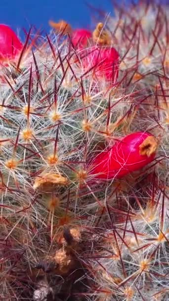Κάκτος Θηλών Του Τέξας Mammillaria Prolifera Texana Κάκτος Ώριμα Κόκκινα — Αρχείο Βίντεο