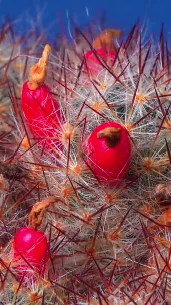 得克萨斯州乳头仙人掌 Mammillaria Prolifera Texana 成熟红色果实和小种子的仙人掌 — 图库视频影像