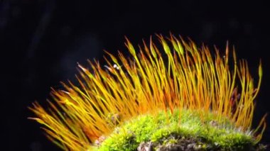 Mor yosun (Ceratodon purpureus), yosun sporophyte ve yosun.