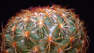 Coryphantha sp. - botanik koleksiyonunda yuvarlak dikenli kaktüs.